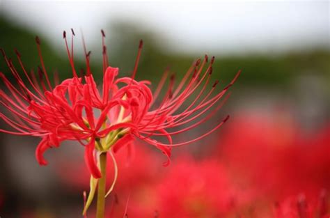 彼岸花 地獄花|彼岸花（ヒガンバナ）ってどんな花？別名や赤・黄色。